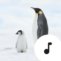 Icono de Penguin Sounds & Calls