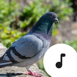 Pigeon Sounds & Cooing