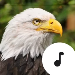 Icono de Bald Eagle Calls & Screams